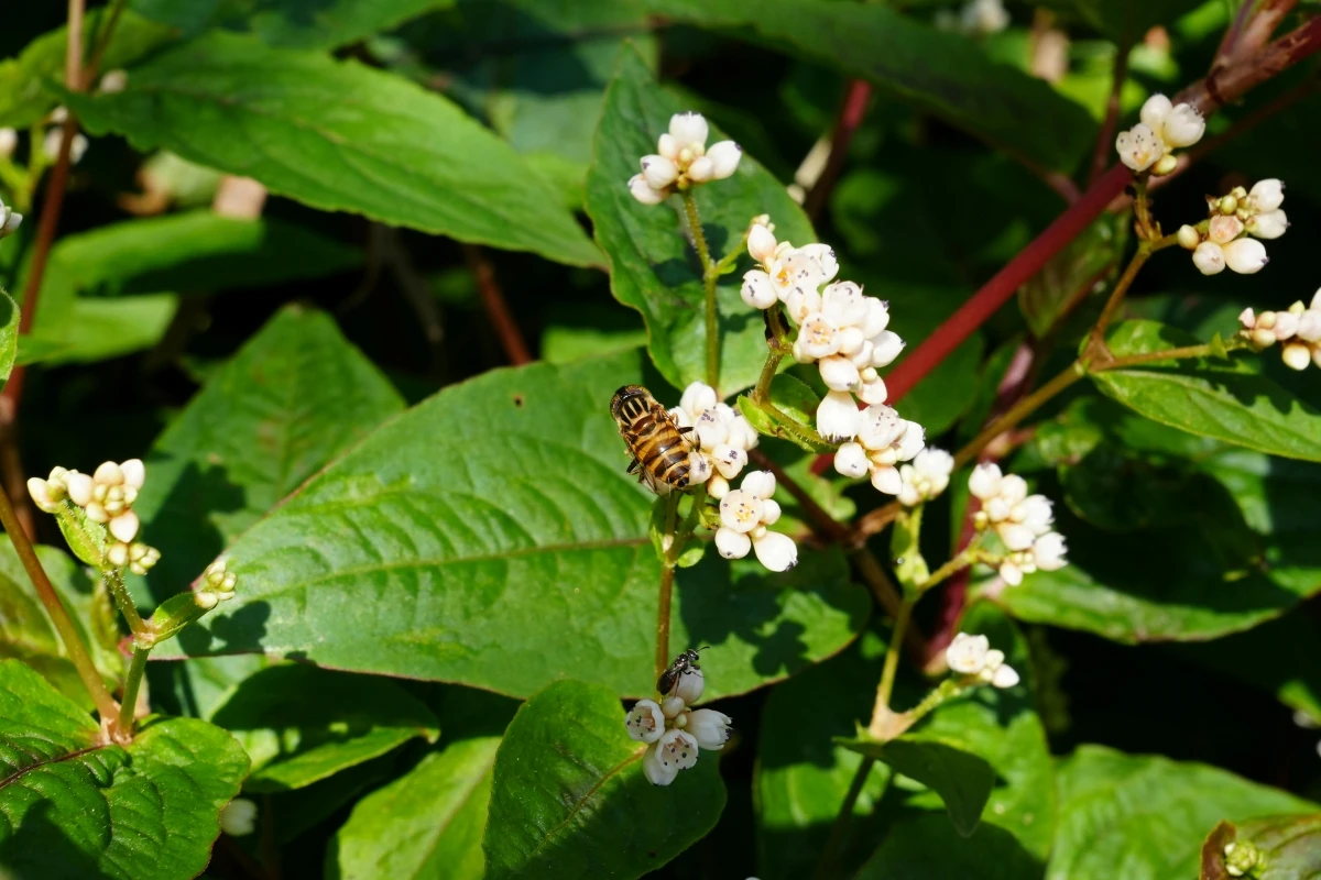 After - Enhanced image